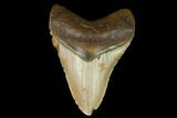 Fossil Megalodon Tooth - North Carolina #124670-1